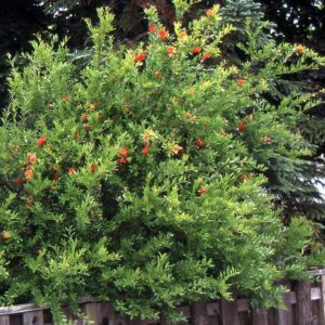 A tall, Wonderful Pomegranate bush of lively upward branches and tropical-looking orange-red flowers.