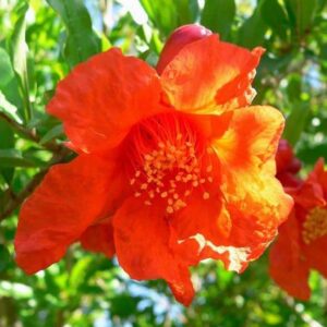 A single, orangey red Wonderful Pomegranate tree flower.