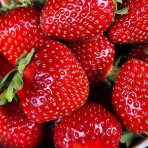 Yambu Strawberry lush, shiny, plump red strawberries in a bowl.