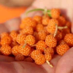 Orange Yanagi Ichigo berries in a pair of cupped hands.