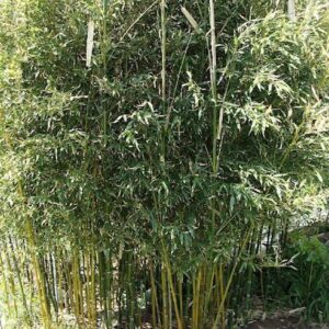 Young Yellow Groove Bamboo stand with stems that are just beginning to develop the yellow groove.