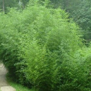 Yellow Groove Bamboo upright habit of dense, long slender green leaves.
