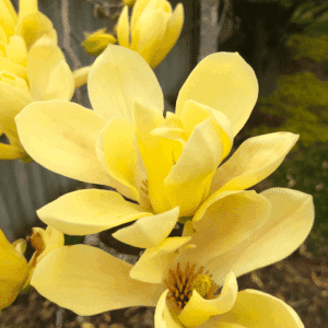 Yellow Magnolia Tree blooms.