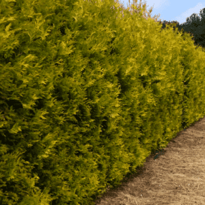 Yellow Ribbon Arborvitae hedge.