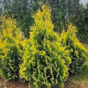 A group of Yellow Ribbon Cedar trees with showy, dense, yellow-green foliage and an upright, conical to pyramidal habit.