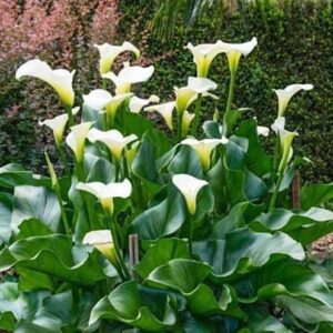 Zantedeschia aethiopica Colombe de la Paix with hooded, white flowers with yellow calyxes, on tall stems, above large leaves.