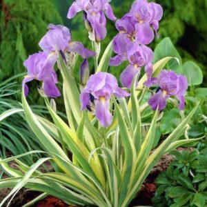 A clump of Zebra Iris of stripy variegated foliage and lavender blue bearded irises.