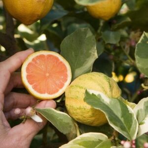Zebra Lemon fruit on the tree, with a hand holding a cut fruit with pink flesh in front of the branches.