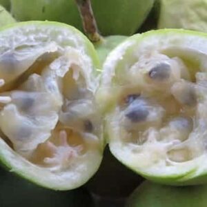 Green fruit of Pinkpop Passionflower cut open, revealing white flesh and black seeds.