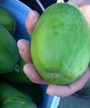 A large ovoid, green Acca Sellowiana Kaiteri fruit held in a man's hand, above a pail full of similar fruit.