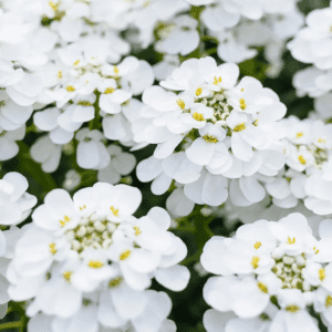 Gorgeous Alexander's White Evergreen Candytuft multi-petaled flowers up close.