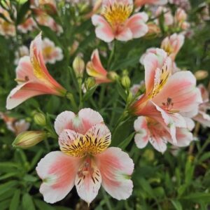 A field of Alstroemeria duc d'anjou jean in bloom. Peach and white blooms are on tall stems.