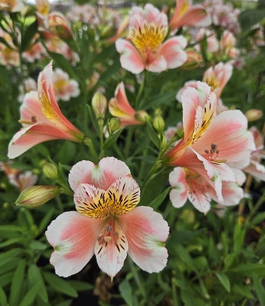 White-Peach Alstroemeria seedling | Jean Alstroemeria (Tuber)