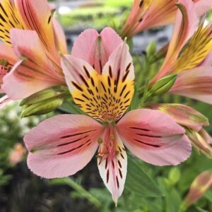 Alstroemeria MAJESTIC Baugé bloom of coral pinks and yellow with dark specks.