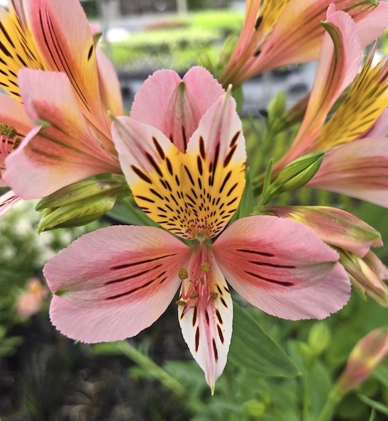 Pink Inca Lily plant | Light Pink Alstroemeria plant (tuber)