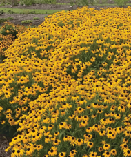 A swathe of American Gold Rush Rudbeckia - a riot of yellow petals accented by dark cones.