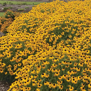 A swathe of American Gold Rush Rudbeckia - a riot of yellow petals accented by dark cones.
