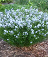 Amsonia plant in its wide fountain habit, summer fine green foliage and starry blue flower clusters.