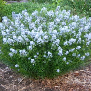 Amsonia plant in its wide fountain habit, summer fine green foliage and starry blue flower clusters.