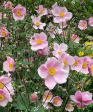 A field of soft pink Anemone Robustissima blooms.