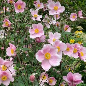 A field of soft pink Anemone Robustissima blooms.