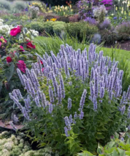 Anise Hyssop plant of lavender-blue flower spikes, and mint-like foliage, in a perennial bed of many flower varieties.