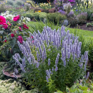 Anise Hyssop plant of lavender-blue flower spikes, and mint-like foliage, in a perennial bed of many flower varieties.