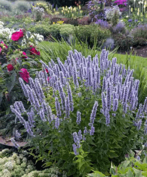Anise Hyssop Plant | Blue Fortune Agastache Anise Hyssop plant of lavender-blue flower spikes, and mint-like foliage, in a perennial bed of many flower varieties.