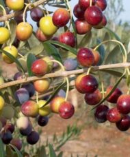 Small, meaty olives on Arbequina Olive Tree branches.