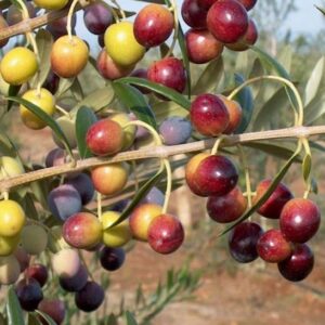 Small, meaty olives on Arbequina Olive Tree branches.