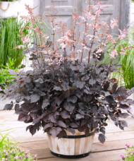 A mound of Astilbe Chocolate Shogun with dark chocolate foliage and tall spikes of fuzzy, blush pink flowers in a barrel.