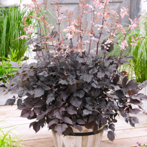 A mound of Astilbe Chocolate Shogun with dark chocolate foliage and tall spikes of fuzzy, blush pink flowers in a barrel.