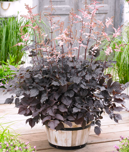 A mound of Astilbe Chocolate Shogun with dark chocolate foliage and tall spikes of fuzzy, blush pink flowers in a barrel.