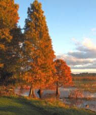 Stately pyramidal Bald Cypress trees with orange-cinnamon brown needles at waters edge.