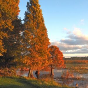 Stately pyramidal Bald Cypress trees with orange-cinnamon brown needles at waters edge.