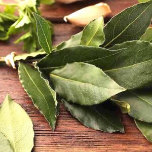 Cluster of leathery, wavy edged leaves from the Bay Leaf Plant.