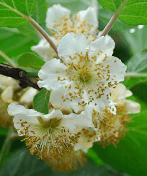 Belen kiwi plant | Belen Kiwi Vine Belen Kiwi plant white male flowers and green foliage.