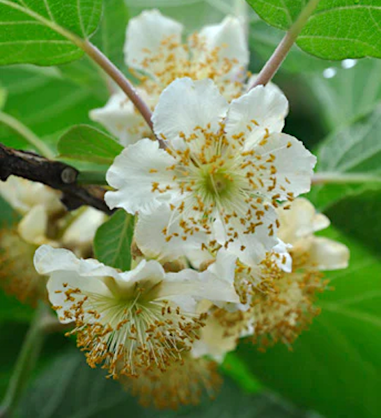 Belen kiwi plant | Belen Kiwi Vine Belen Kiwi plant white male flowers and green foliage.