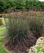 Blackhawks Big Bluestem tall grass in mid-summer colours of deep purples and burgundies.