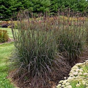 Blackhawks Big Bluestem tall grass in mid-summer colours of deep purples and burgundies.