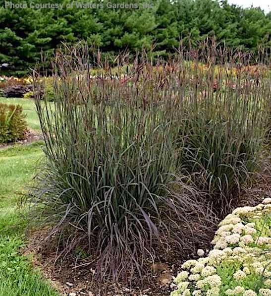 Blackhawks Big Bluestem tall grass in mid-summer colours of deep purples and burgundies.