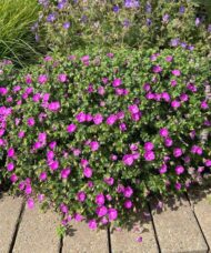 A compact Bloody Geranium with a round habit, and purplish-pink saucer-shaped flowers with dark purple veins.