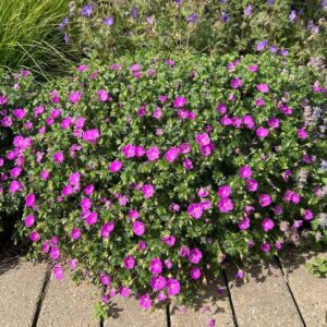 A compact Bloody Geranium with a round habit, and purplish-pink saucer-shaped flowers with dark purple veins.