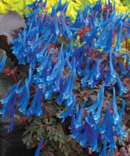 Blue Corydalis plant with spikes of sapphire blue flowers on upright red stems, above a mound of bluish-green foliage.