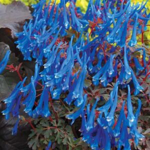 Blue Corydalis plant with spikes of sapphire blue flowers on upright red stems, above a mound of bluish-green foliage.