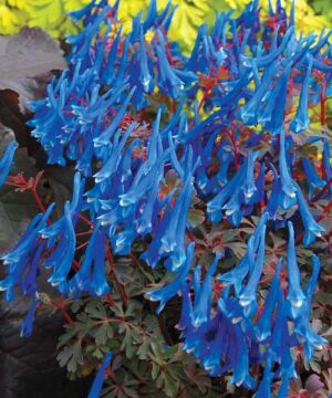 Blue Corydalis plant with spikes of sapphire blue flowers on upright red stems, above a mound of bluish-green foliage.