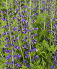 Tall, slender spikes of blue and yellow Blue False Indigo flowers.