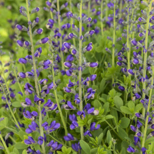 Tall, slender spikes of blue and yellow Blue False Indigo flowers.