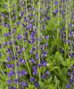 Tall, slender spikes of blue and yellow Blue False Indigo flowers.