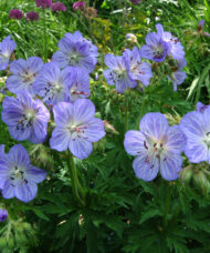 Blue Geranium blue flowers with white silvery prominent veins on the petals, and deeply-lobed foliage.